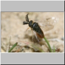 Gilpinia virens - Blattwespe m01e 11mm.jpg